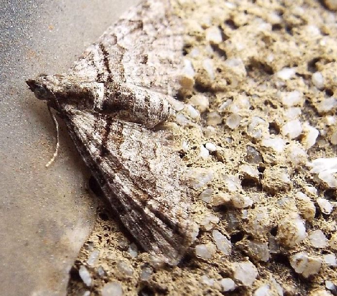 Lepidotteri australiani