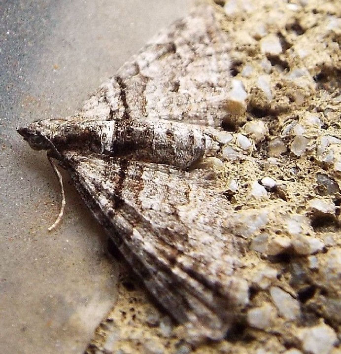 Lepidotteri australiani