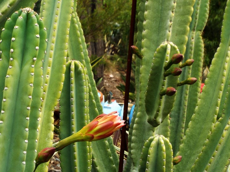 Giardini botanici di Melbourne - 2