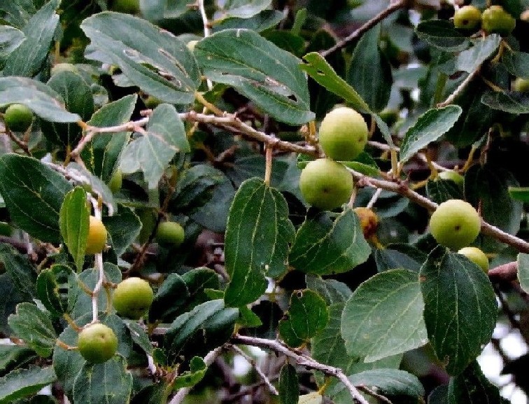 Albero con frutti iraniano