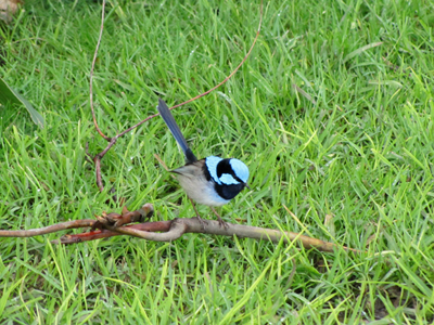 Uccelli australiani da identificare - 1