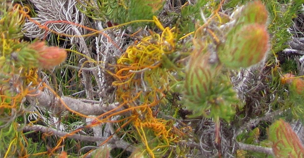 Pianta australiana -  Proteaceae: cfr. Adenanthos cygnorum ?