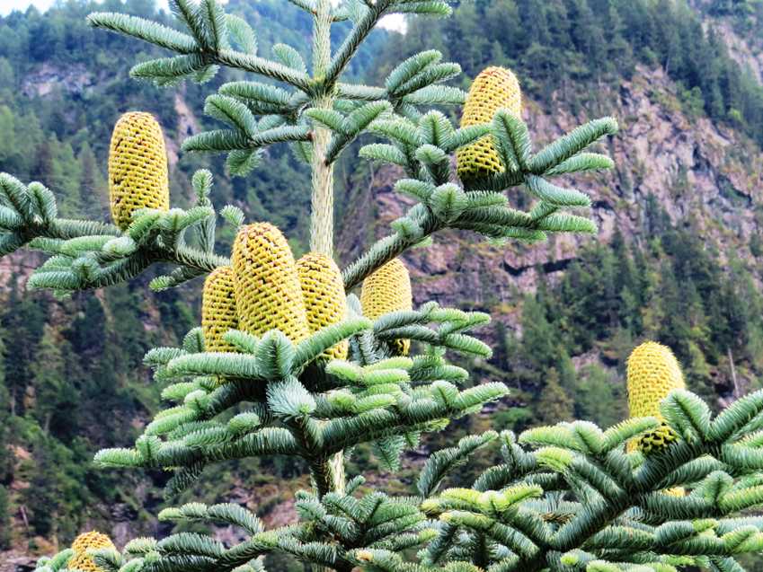 Conifera da identificare:  Abies fraseri