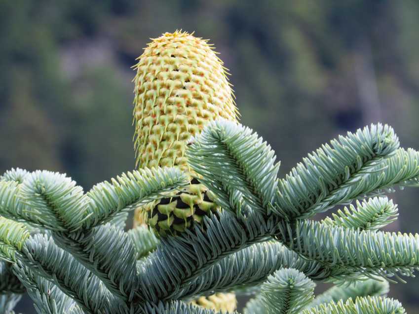 Conifera da identificare:  Abies fraseri