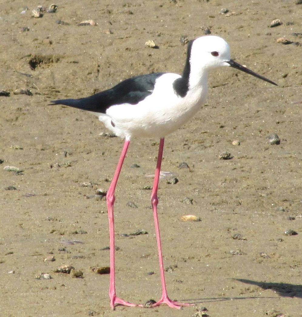 Cavaliere d''Italia...australiano: Himantopus leucocephalus