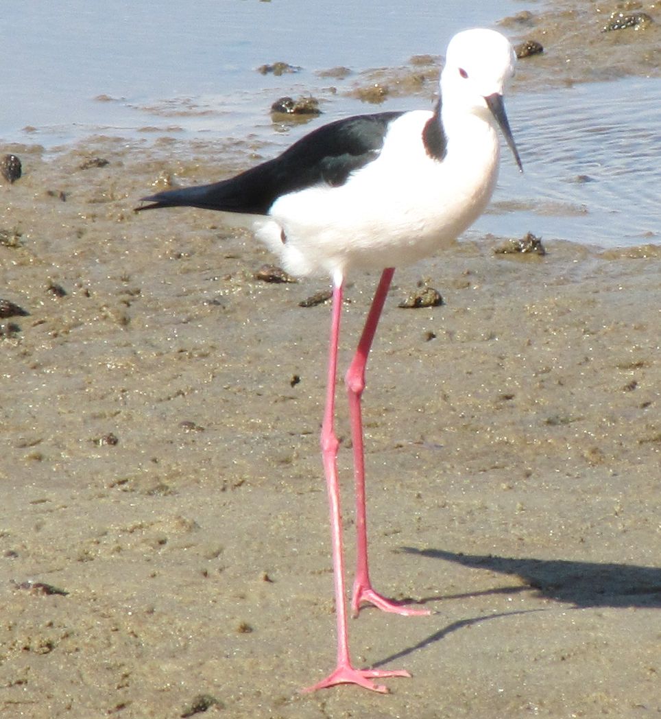 Cavaliere d''Italia...australiano: Himantopus leucocephalus