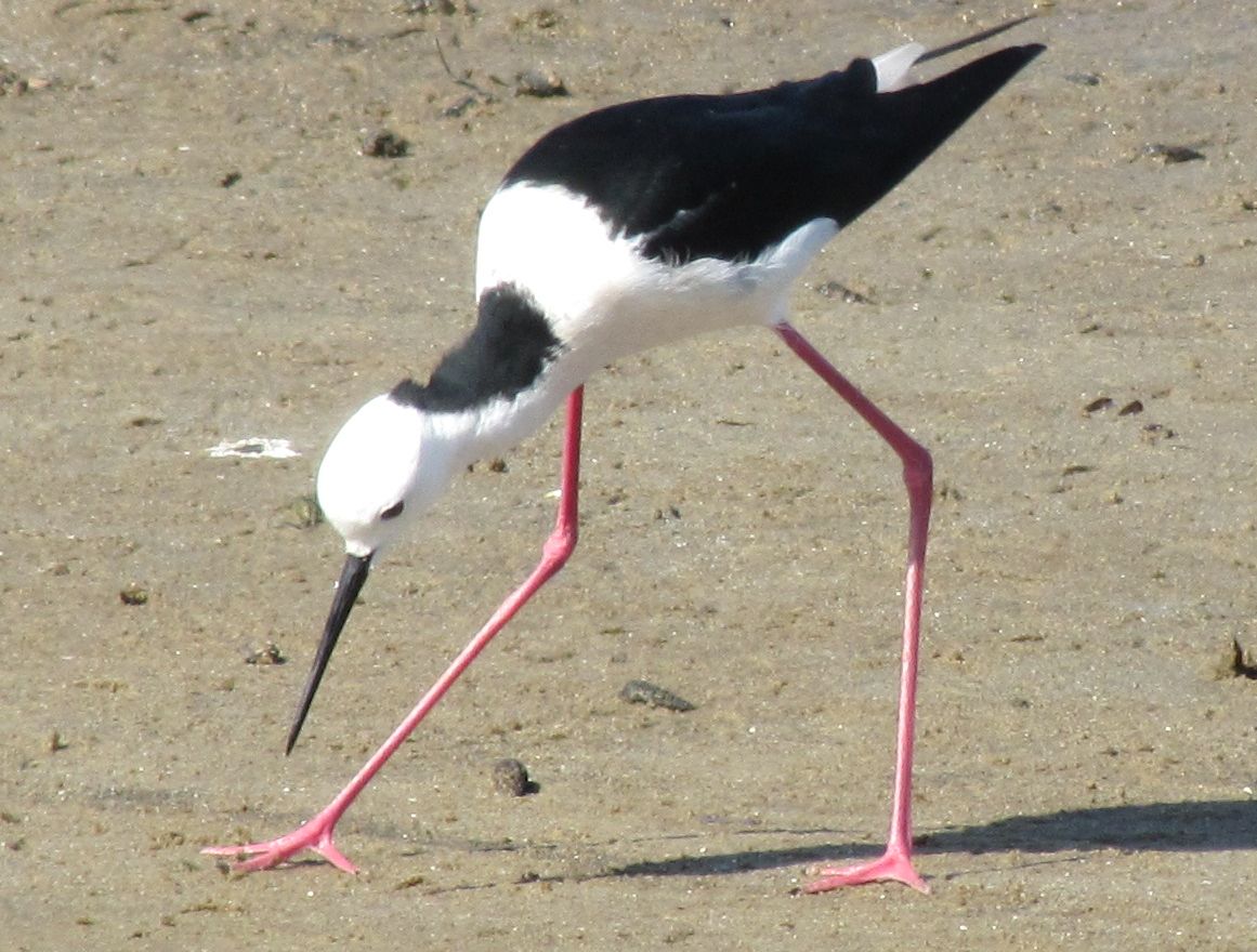 Cavaliere d''Italia...australiano: Himantopus leucocephalus