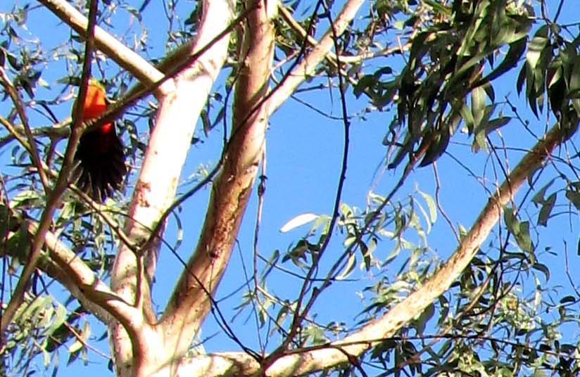 Altro uccello australiano