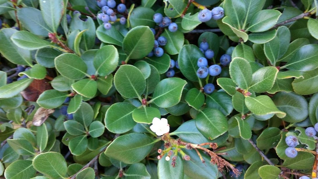 Arbusto australiano: Rhaphiolepis indica (Rosaceae)