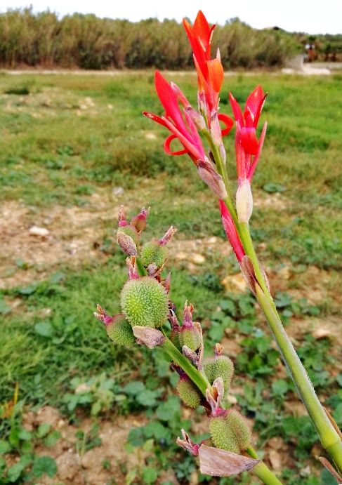 Canna indica (Cannaceae)