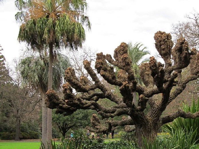 Giardino botanico di Melbourne 1 - Erythrina crista-galli