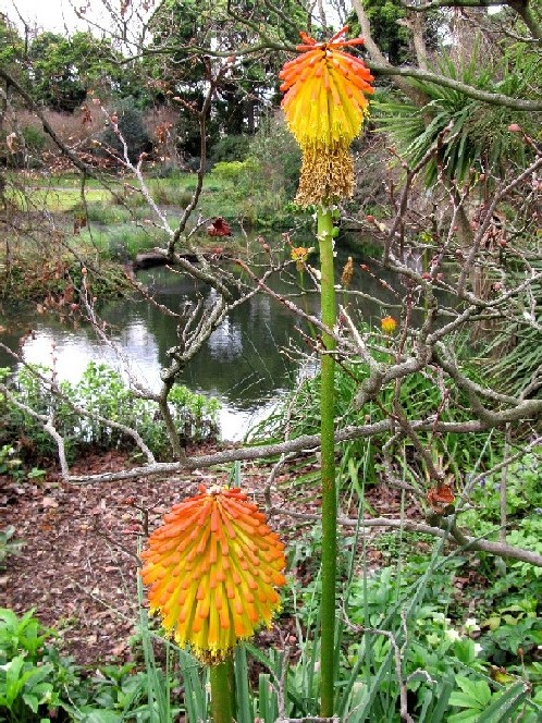 Giardino botanico di Melbourne 5