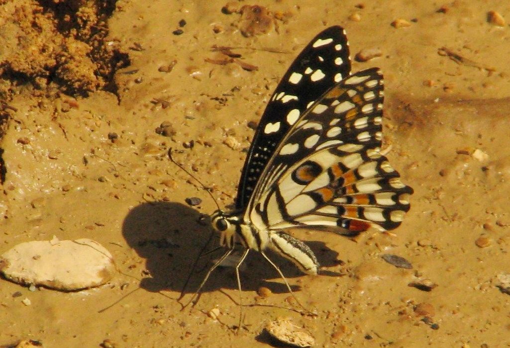 Farfalla omanita:  Papilio demoleus