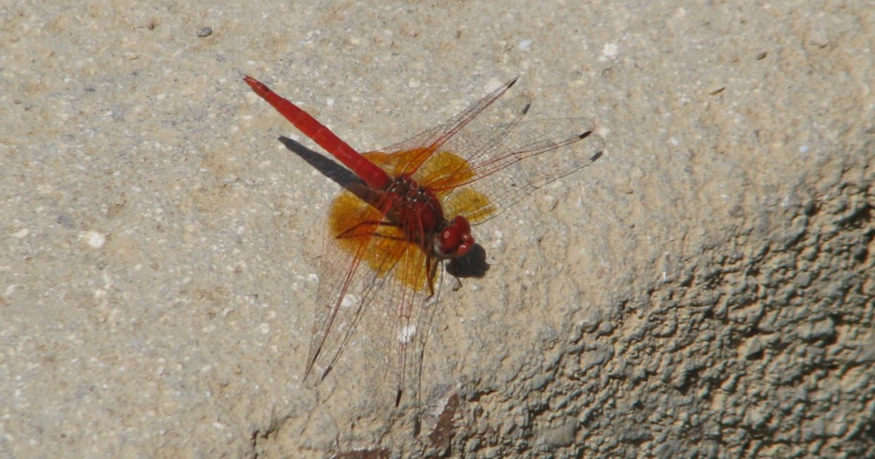 Trithemis kirbyi,Trithemis annulata e Orthetum sp. (in Oman)