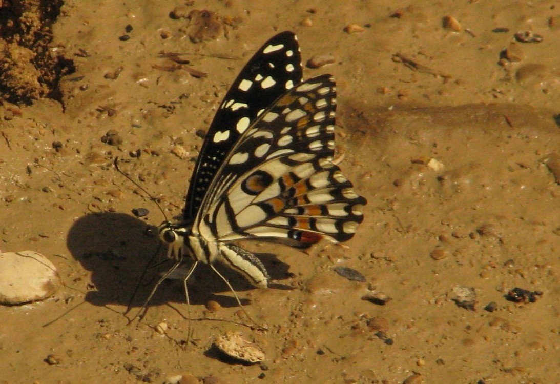 Farfalla e libellula dall''Oman