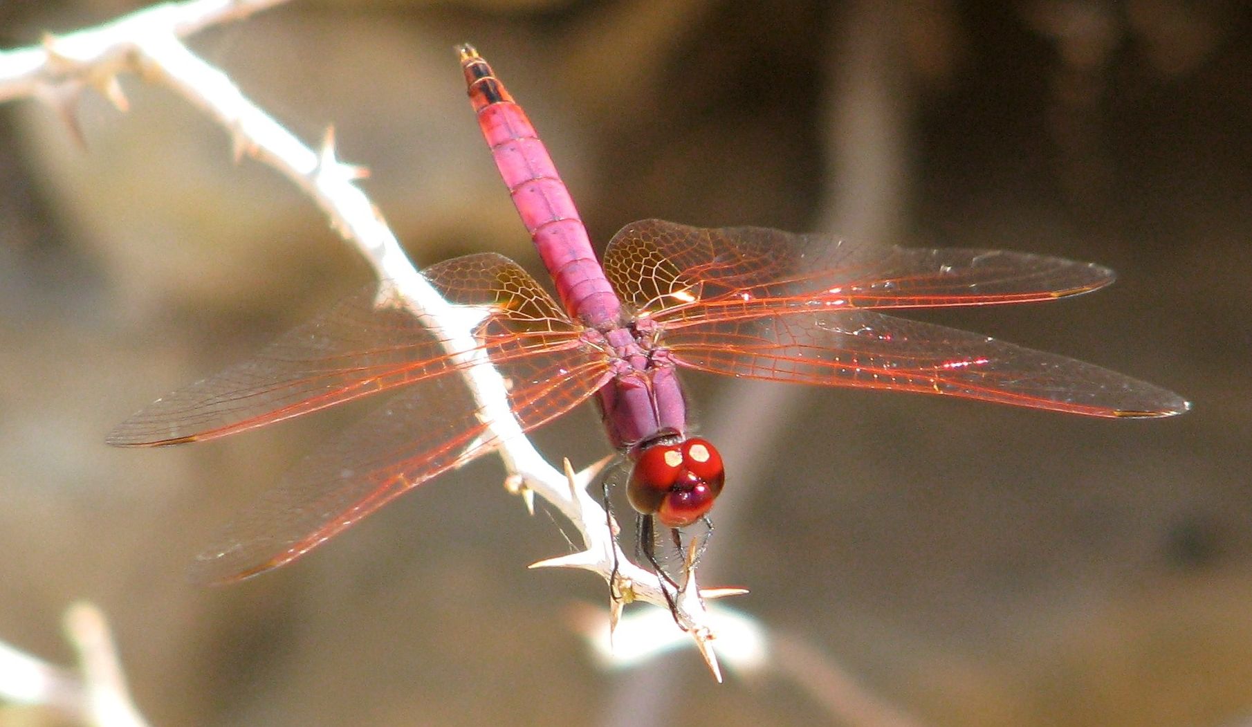 Trithemis kirbyi,Trithemis annulata e Orthetum sp. (in Oman)