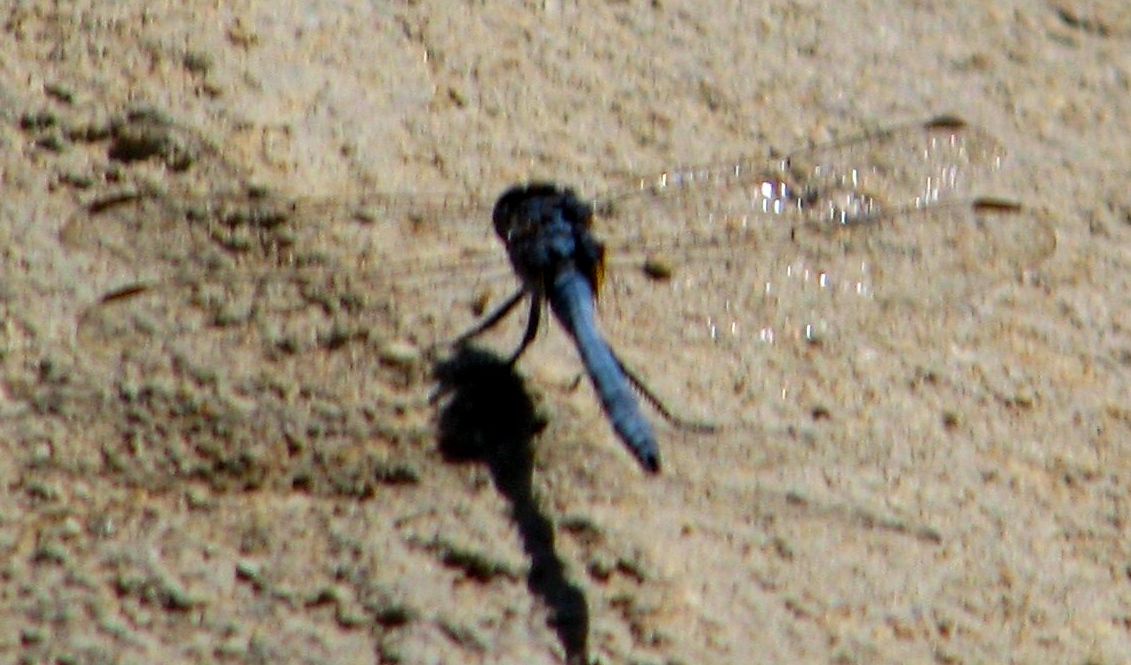 Trithemis kirbyi,Trithemis annulata e Orthetum sp. (in Oman)