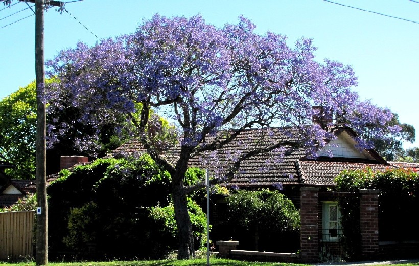 Albero in fiore australiano - Jacaranda mimosifolia