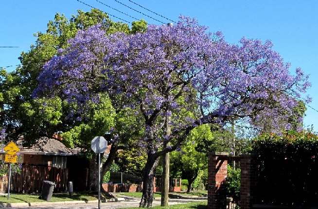 Albero in fiore australiano - Jacaranda mimosifolia