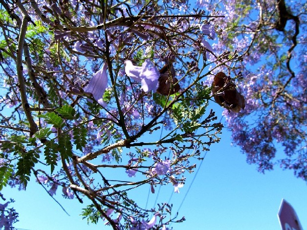 Albero in fiore australiano - Jacaranda mimosifolia