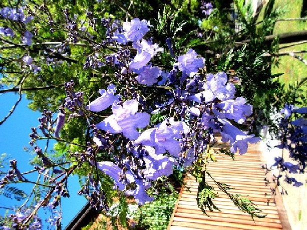 Albero in fiore australiano - Jacaranda mimosifolia