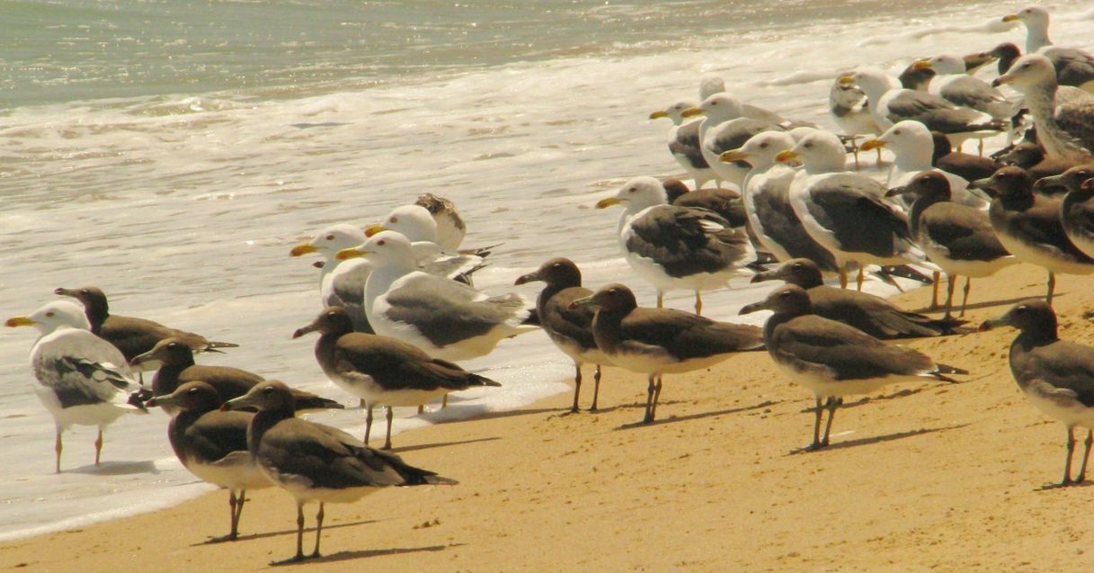 Larus fuscus heuglini e Ichthyaetus hemprichii (in Oman)