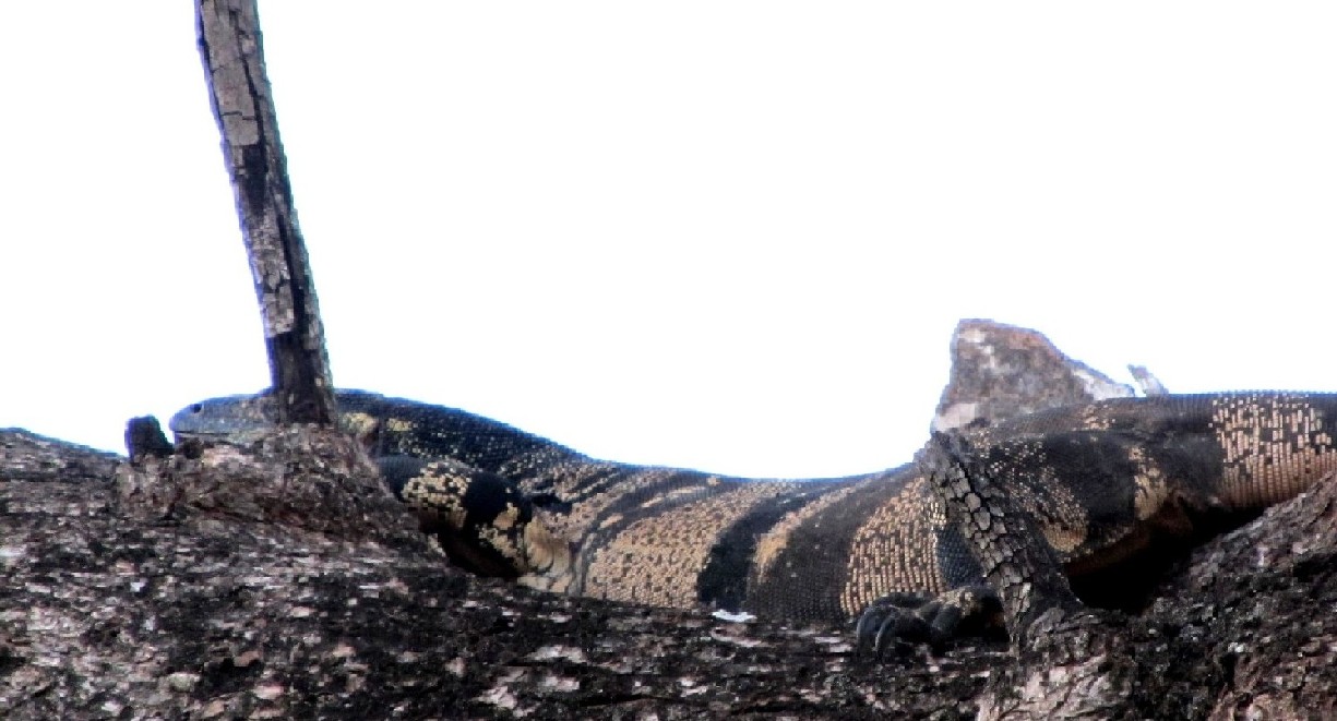 Sauro australiano:  Varanus cfr. varius