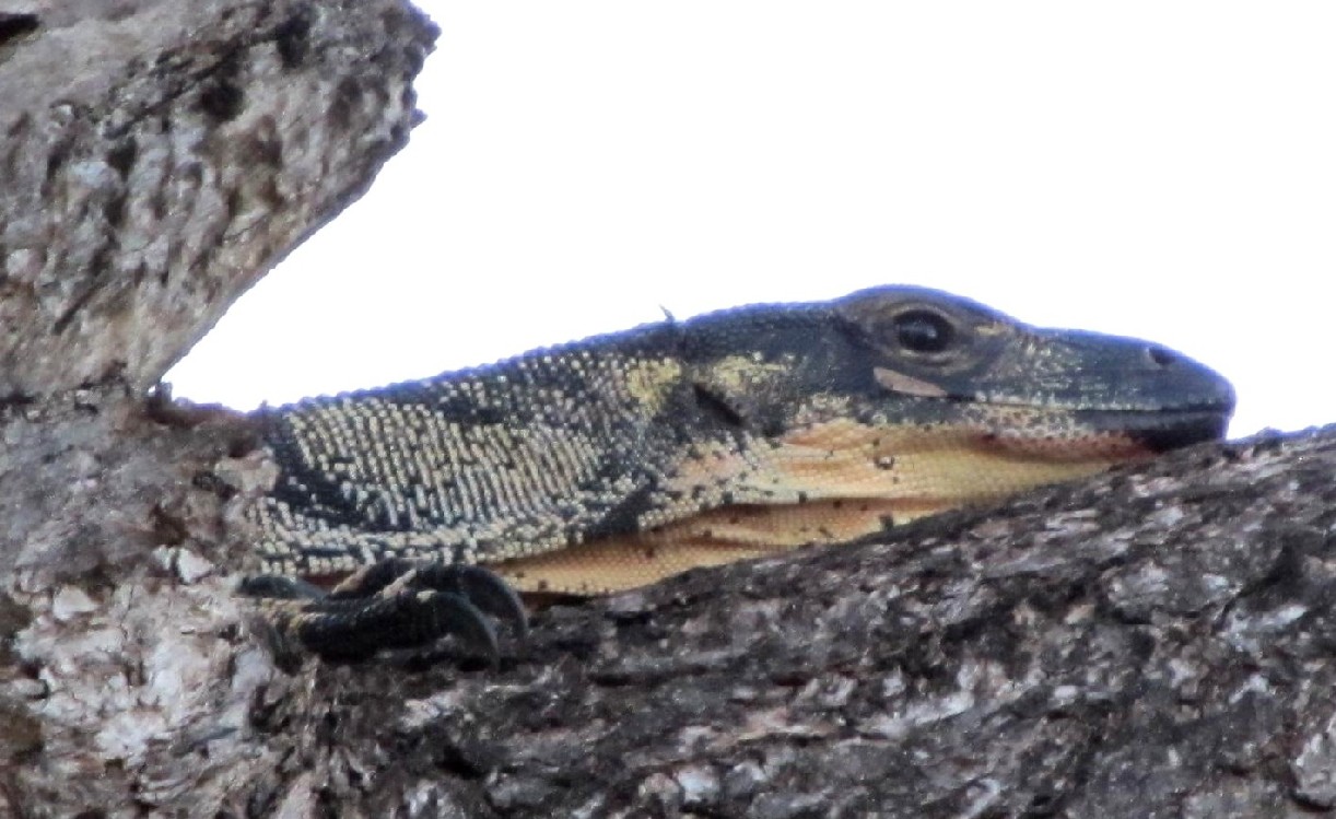 Sauro australiano:  Varanus cfr. varius