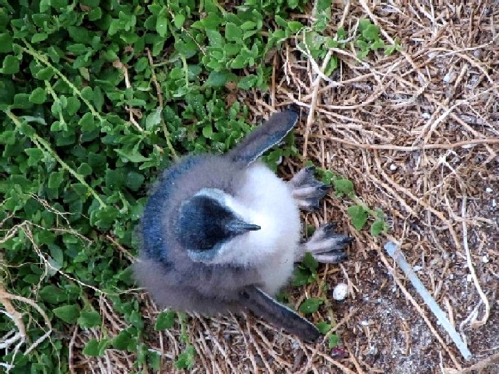 Piccoli pinguini australiani