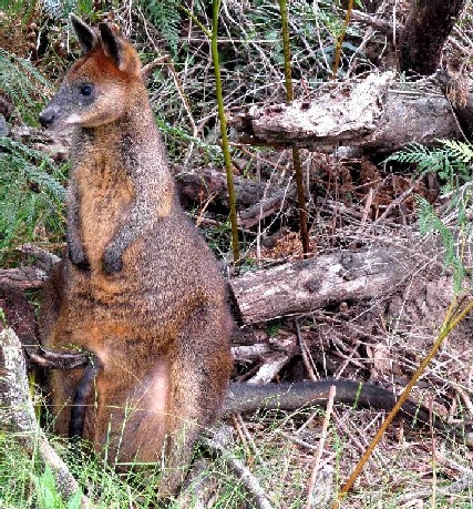 Wallaby da identificare : Wallabia bicolor