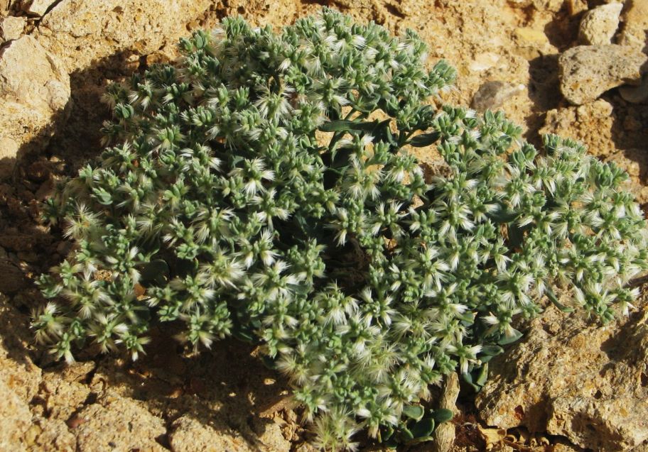 Oman: Cometes sp. (Caryophyllaceae)