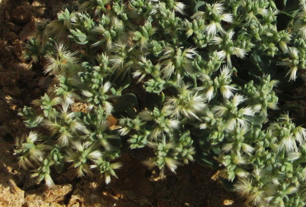 Oman: Cometes sp. (Caryophyllaceae)