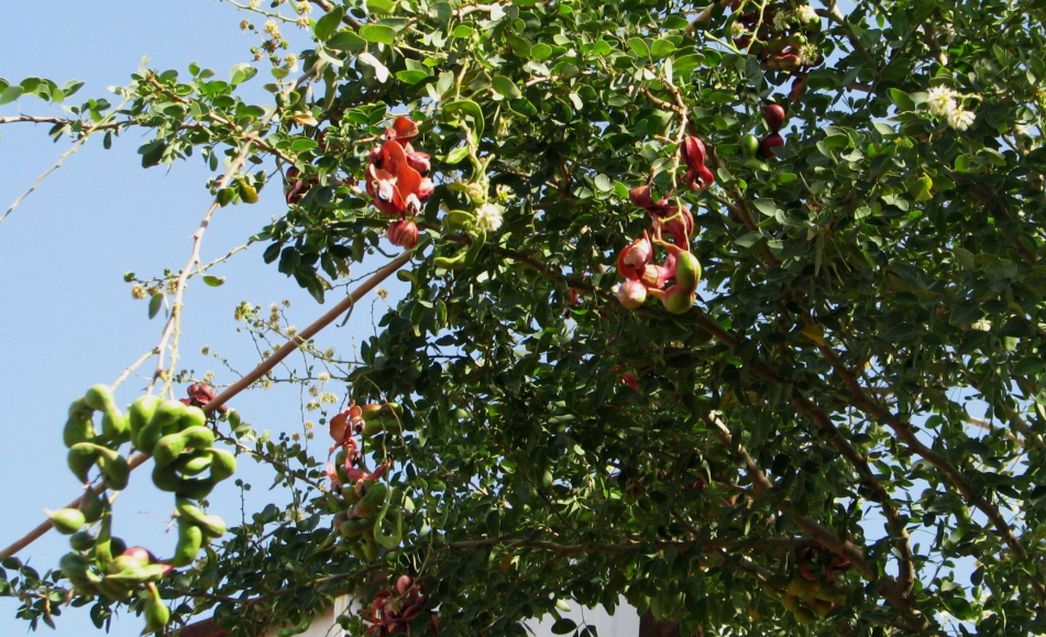 Oman: Pithecellobium dulce (Roxb.) Benth.  (Fabaceae)