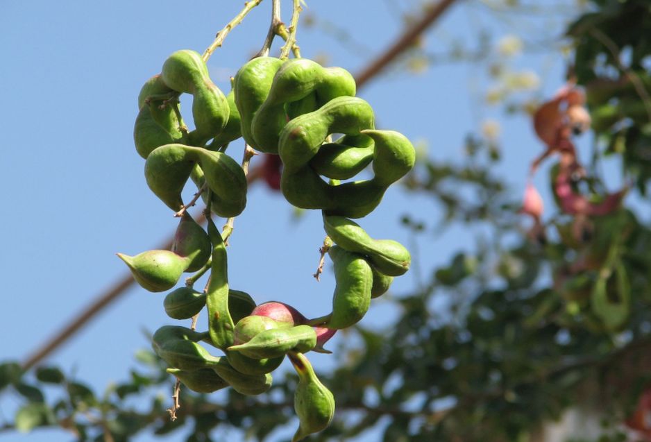 Oman: Pithecellobium dulce (Roxb.) Benth.  (Fabaceae)