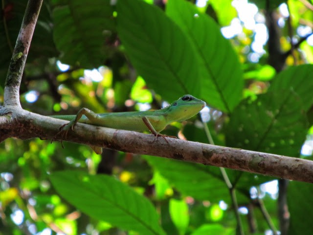 Sauro del Borneo: Bronchocela cristatella