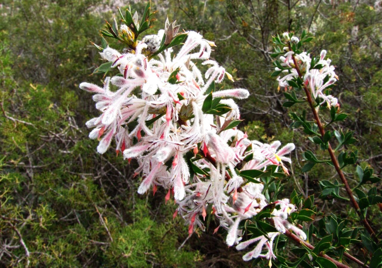 Fiore australiano: Petrophile biloba (Proteaceae)