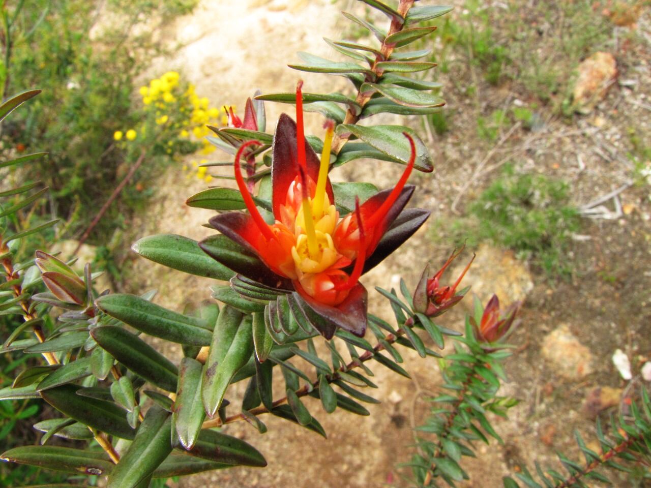 Fiore australiano: Darwinia citriodora (Myrtaceae)