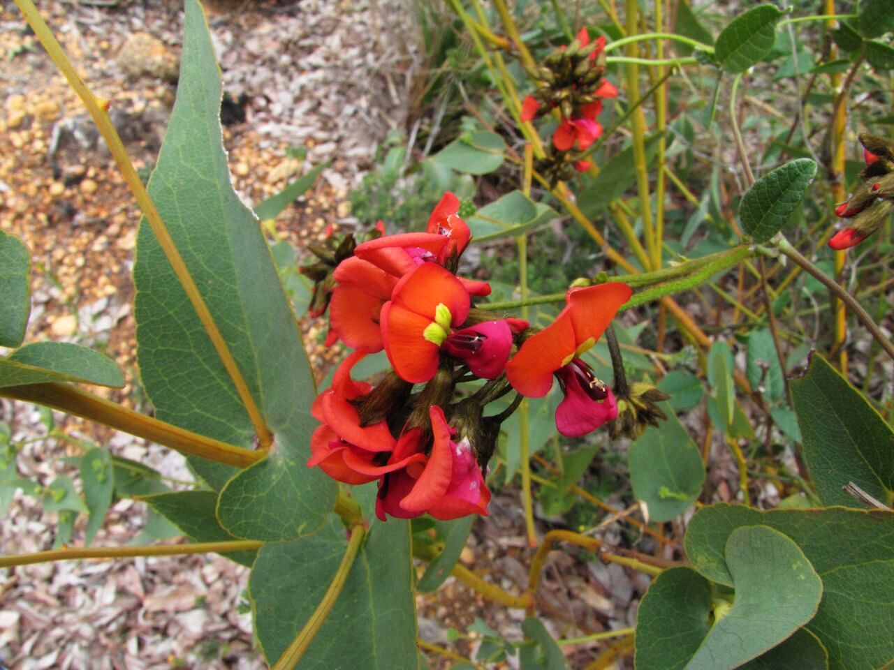 Fiore australiano:  Kennedia coccinea (Fabaceae)