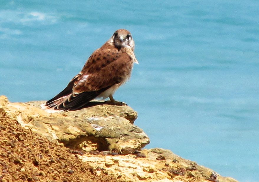 Rapace australiano:  Falco cenchroides