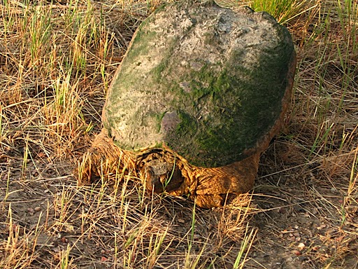 Tartaruga del Sud Dakota