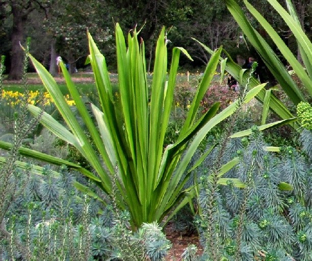 Giardino botanico di Melbourne 6: Doryanthes sp.?