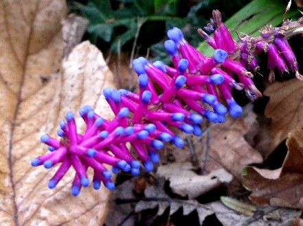 Giardino botanico di Melbourne 3 - Aechmea gamosepala