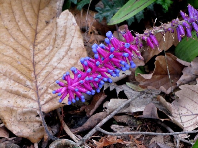 Giardino botanico di Melbourne 3 - Aechmea gamosepala