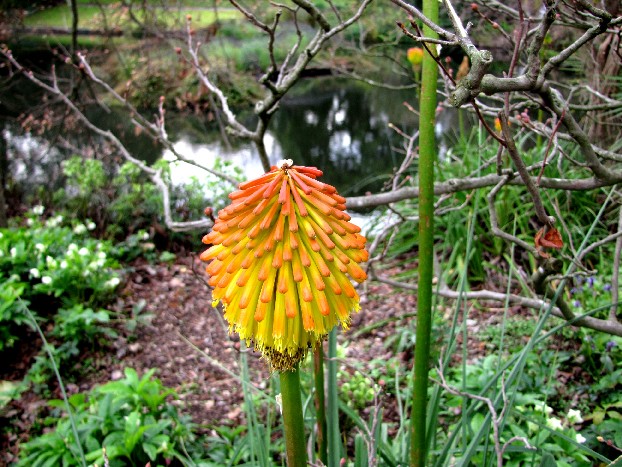 Giardino botanico di Melbourne 5