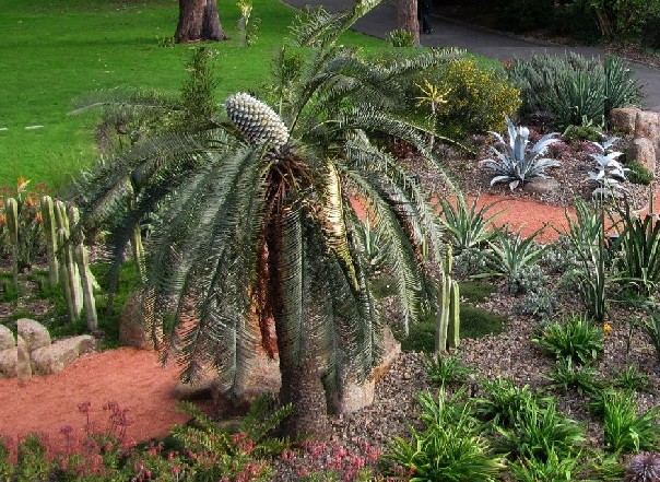 Giardino botanico di Melbourne 2 - Macrozamia sp.