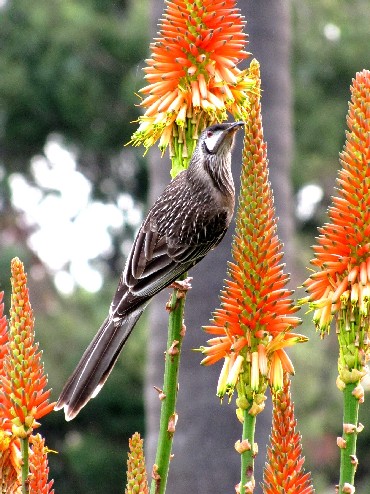 Giardino botanico di Melbourne 5