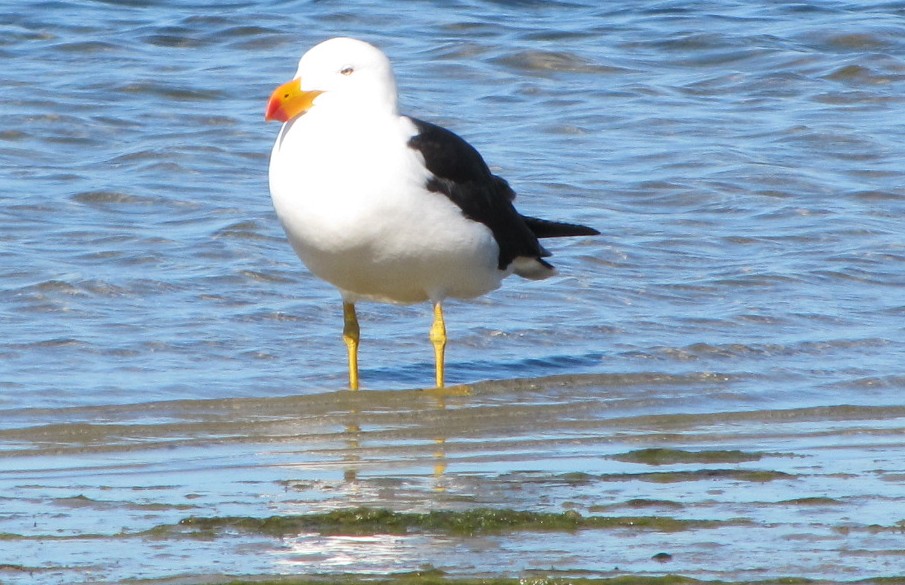 Gabbiano australiano 2