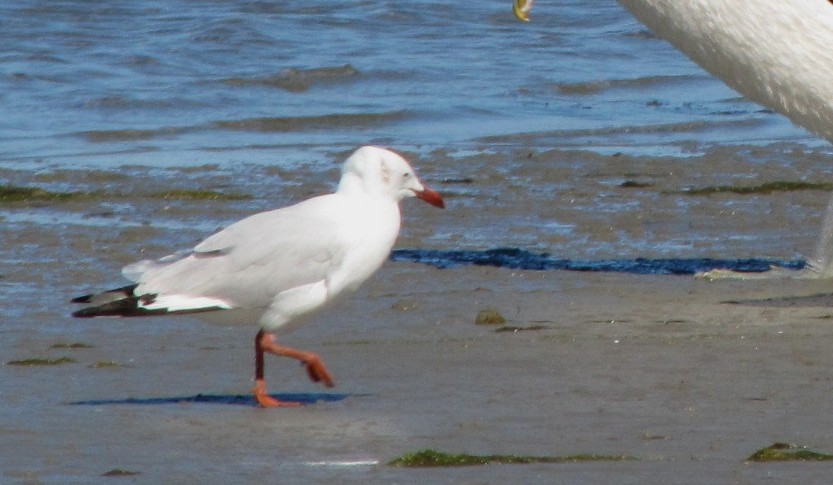 Gabbiano australiano 3