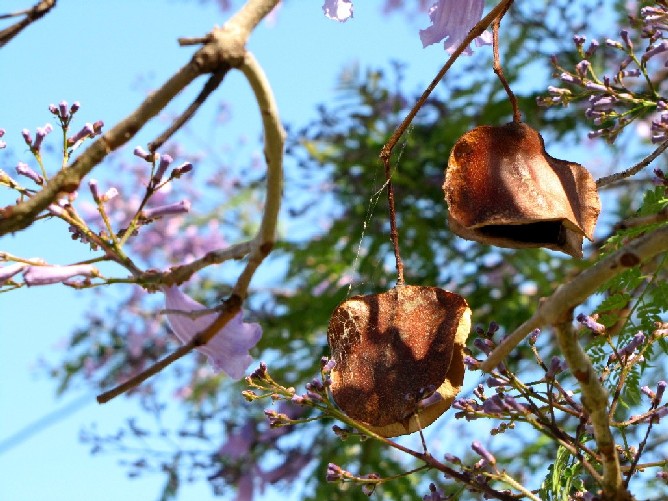 Albero in fiore australiano - Jacaranda mimosifolia