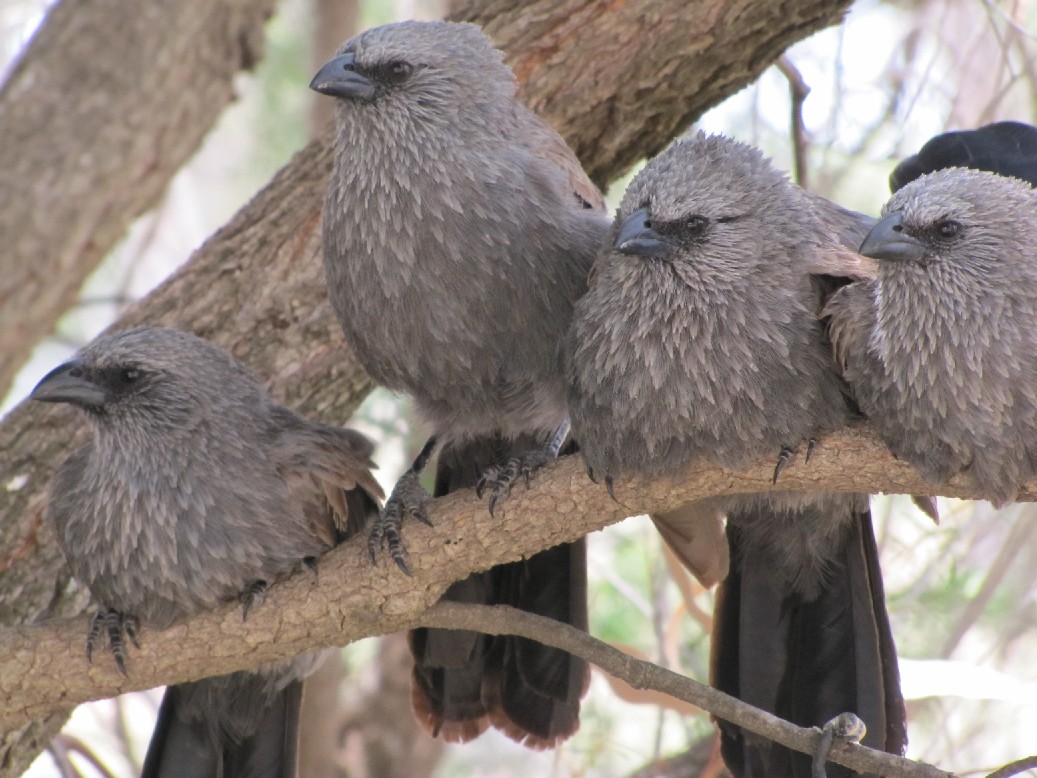 Uccello australiano:   Struthidea cinerea